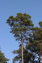 Big pine tree in wood