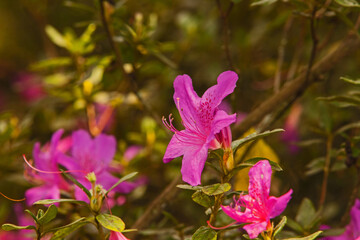 Pink Azalea (Rhododendron Sp.) 16292