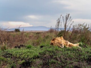 young lion on the grass