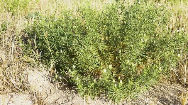 Syrian rue, Harmala (Peganum harmala) with flowers in flourishing form on disturbed lands (cattle breeding), pasture weed in coastal dunes, Sea of Azov. Noxious plant, energizer, shaman emetic root