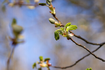 Sticky bud of horse chestnut  opening with folded leaves unfurling, spring background. Early spring leaves of the common horse chestnut (Aesculus hippocastanum). 
