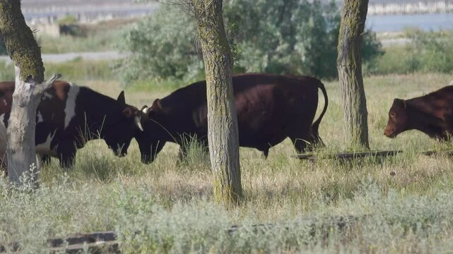 Hormonal spring anxiety in cattle. Bulls compete, butt heads and make false serving (covering) for younger and weaker members of the herd
