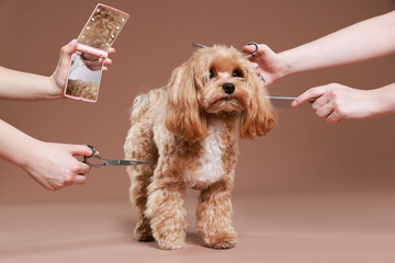 Women with grooming tools and cute dog on brown background, closeup