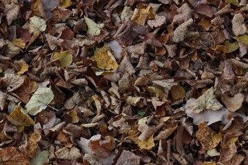 Nice colorfull autumn leaf texture - graphics resource