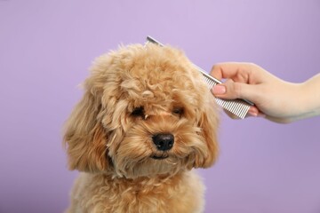 Groomer combing cute dog's hair on violet background, closeup