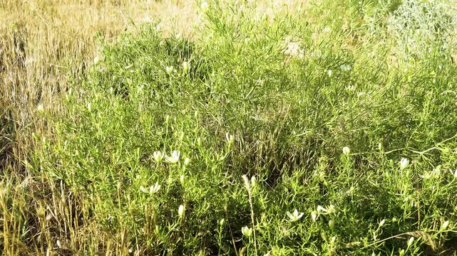 Syrian rue, Harmala (Peganum harmala) with flowers in flourishing form on disturbed lands (cattle breeding), pasture weed in coastal dunes, Sea of Azov. Noxious plant, energizer, shaman emetic root