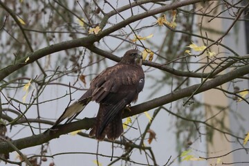Buzzard pet in training for hunt