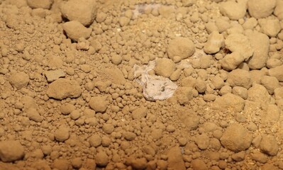 Nice hidden viper snake hunting