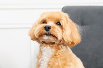 Cute Maltipoo dog at home. Lovely pet