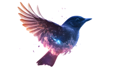 Stunning Nebula Nuthatch Bird on White Background for Design Projects