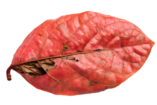 Isolated red leaf with vein details and minor blemishes on a transparent background