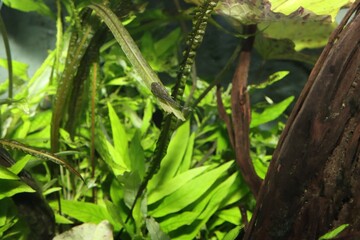 Small catfish in water grass