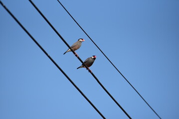 A bird landed on the electric wire 