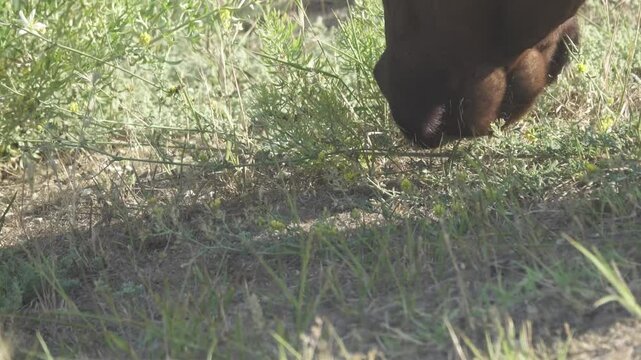 cow plucking grass with soft lips and tongue. Close-up shots. Steppe pasture. field melilot (Melilotus officinalis) is eaten but the poisonous Syrian rue (Peganum harmala) (white flowers) is rejected