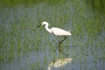 Little egret