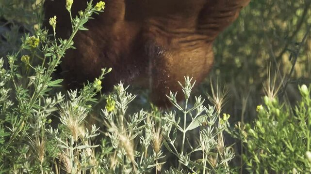 cow plucking grass with soft lips and tongue. Close-up shots. Steppe pasture. field melilot (Melilotus officinalis) is eaten but the poisonous Syrian rue (Peganum harmala) (white flowers) is rejected