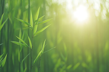 Lush Green Bamboo: A tranquil scene showcasing vibrant bamboo stalks and leaves basking in soft, natural light. A serene nature backdrop.