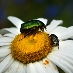 Golden rose chafer, Cetonia aurat, and stinking rose chafer, Oxythyrea funesta L. on a white chamomile flower.
Pest. Adults feed on pollen, leaves and petals of flowers.