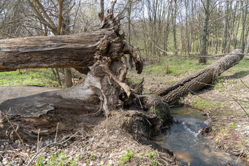Small transparent river flowing in spring forest. Clear stream running through green plants. Wild water splashing in springtime. Fast stream with freshness water. Wet ground surface and clear stream.