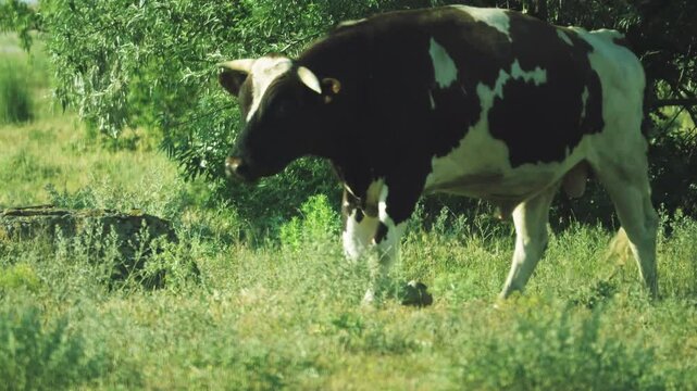 A bull in heat of cows. The bull runs quickly and with a roar towards the cows on the scent. Animal heat and male behavior
