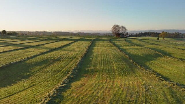 Mowed Grass and Rural Farmland, Drone View Over Agricultural Fields
