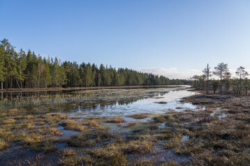 Estonia - April 26 2025: Spring in K&otilde;nnu Suursoo Mire. Scenic Wetland Landscape with Dangerous Floating Peat Moss and Typical Swamp Grass around Bog Pool named Pikklaugas in Soft Morning Light.