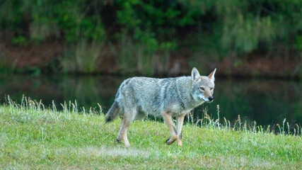Eastern coyote in North Carolina on a grassy area
