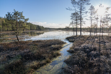 Estonia - April 26 2025: Spring in K&otilde;nnu Suursoo Mire. Scenic Wetland Landscape with Dangerous Floating Peat Moss and Typical Swamp Grass around Bog Pool named Pikklaugas in Soft Morning Light.