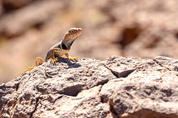 Perched confidently on a sunlit boulder, this blue neck collared lizard adds a splash of color to Moab’s rugged red rock scenery