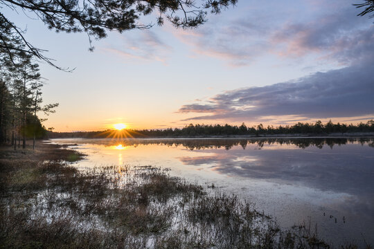 Estonia - April 26 2025: Spring in Kõnnu Suursoo Mire. Scenic Wetland Landscape with Dangerous Floating Peat Moss and Typical Swamp Grass around Bog Pool named Pikklaugas in Soft Morning Light.