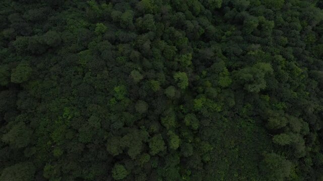 View from above forest and lake