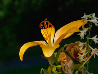 Einzelblüte orange Lilie im Schatten © Winfried