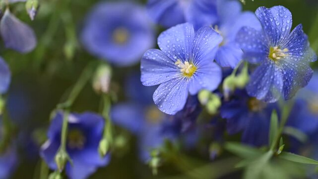 beautiful video of flax flowers