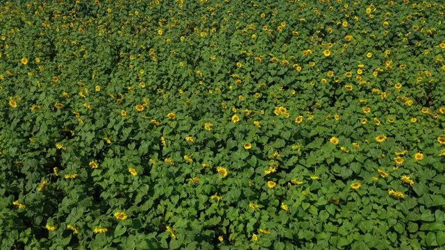 Sunflower field