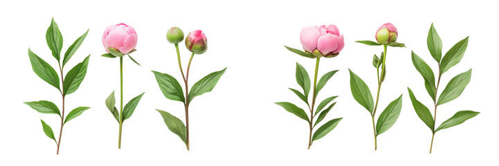 Pink peony bud on stem with green leaves isolated on white or transparent background Cutout PNG