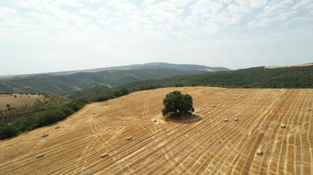 Harvest keeping view from above