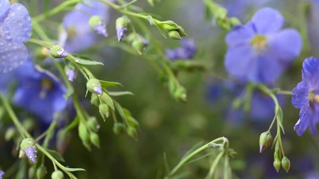 beautiful video of flax flowers