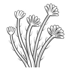 hydroid--colonial-cnidarians--e-g---hydractinia--s professional detailed beautiful impressive