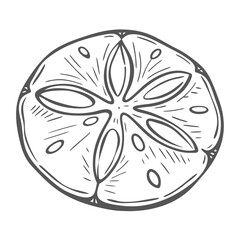 Sand Dollar Sketch - Clypeasteroida Order