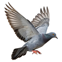 Majestic Rock Dove in Flight A Stunning Close-Up Photograph isolated on transparent background
