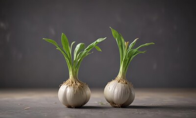 Tiny garlic sprout pushes through bulb skin, vibrant green , organic, leaf