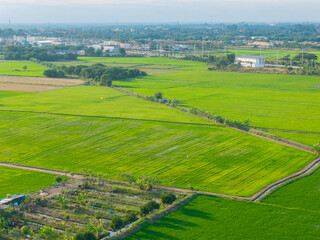 Naklejka premium Aerial view of vibrant green rice fields