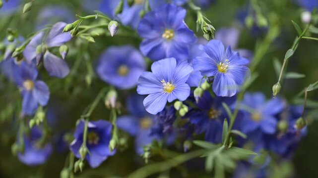 beautiful video of flax flowers