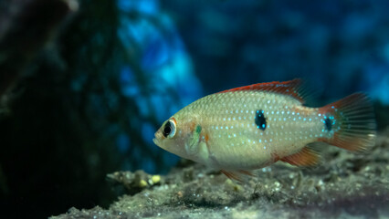 Close-up of 6 week old Jewel Cichlid (Hemichromis lifalili)