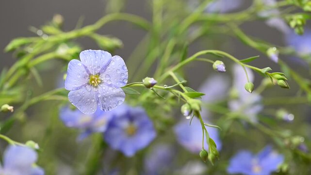 beautiful video of flax flowers