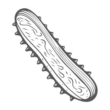 Common Sea Cucumber Holothuria Forskali Line Art