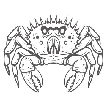 Decorator Crab Line Art Illustration