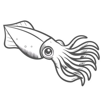 Humboldt Squid Sketch, Jumbo Squid Illustration