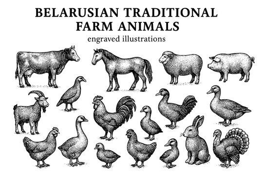 Engraved illustrations showcasing traditional Belarusian farm animals in a rustic and charming style