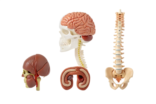 PNG - Powered by Adobe